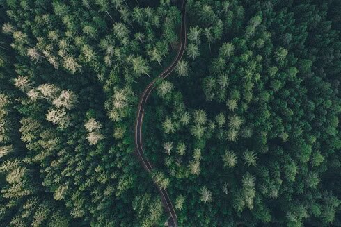 A single road running through a lush, green forest